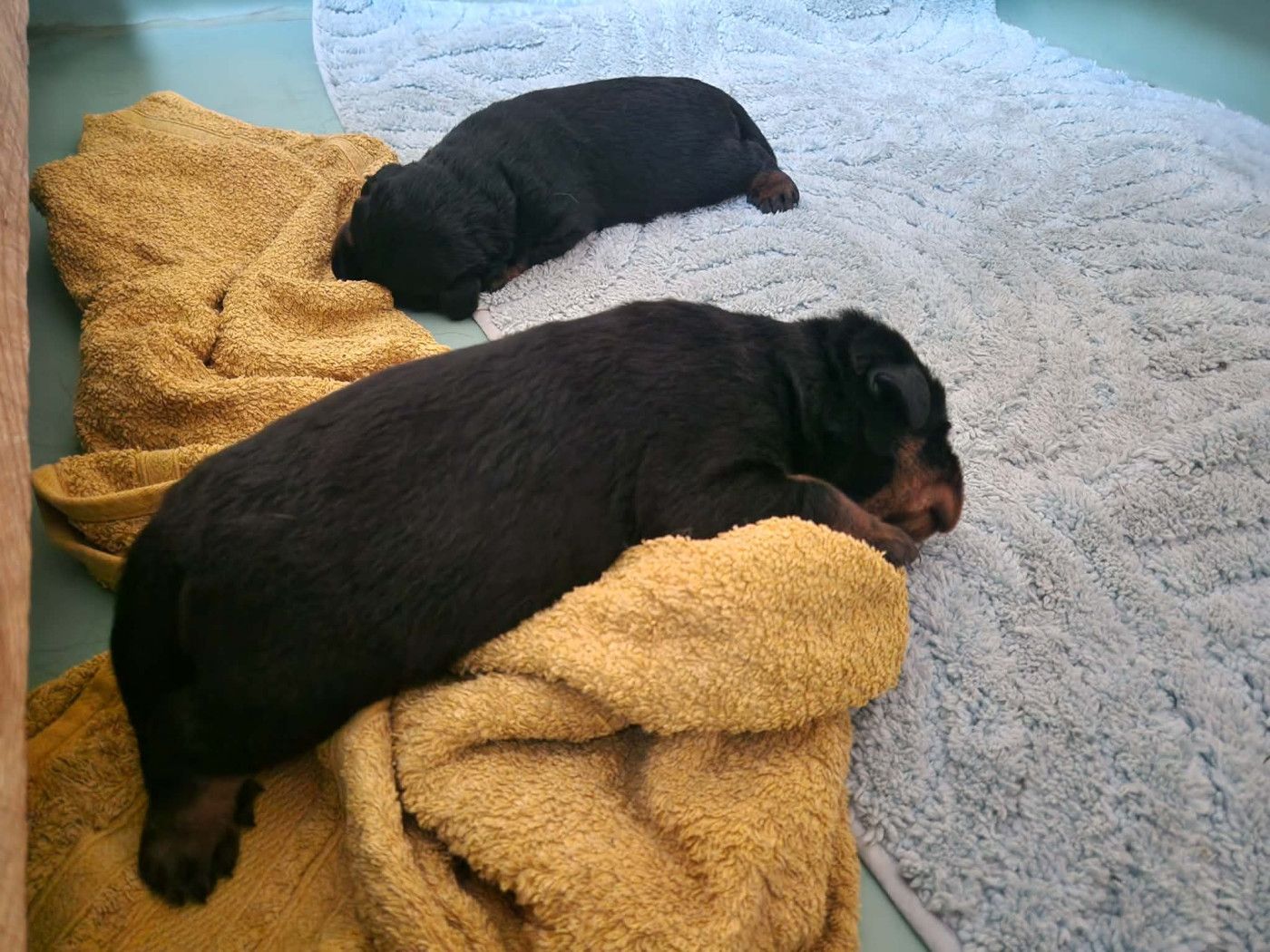 Du Domaine D'Alcanoso - Chiots disponibles - Berger de Beauce